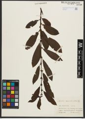 Foto von Salix appendiculata Vill.